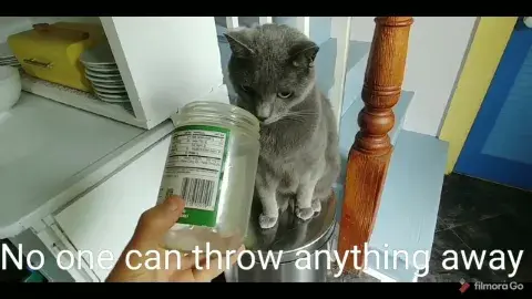Garbage Man cat