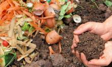 Food scraps and compost