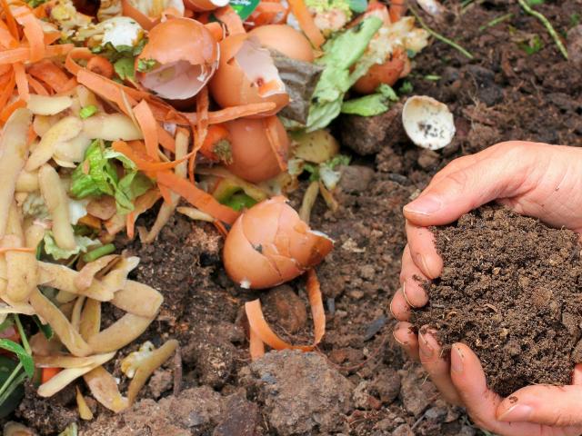 Food scraps and compost