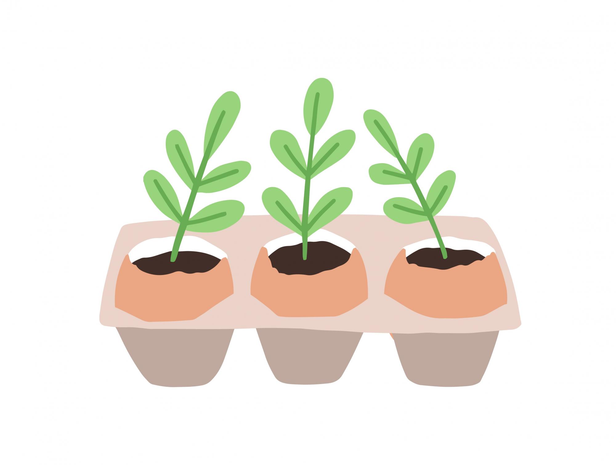 Seedlings