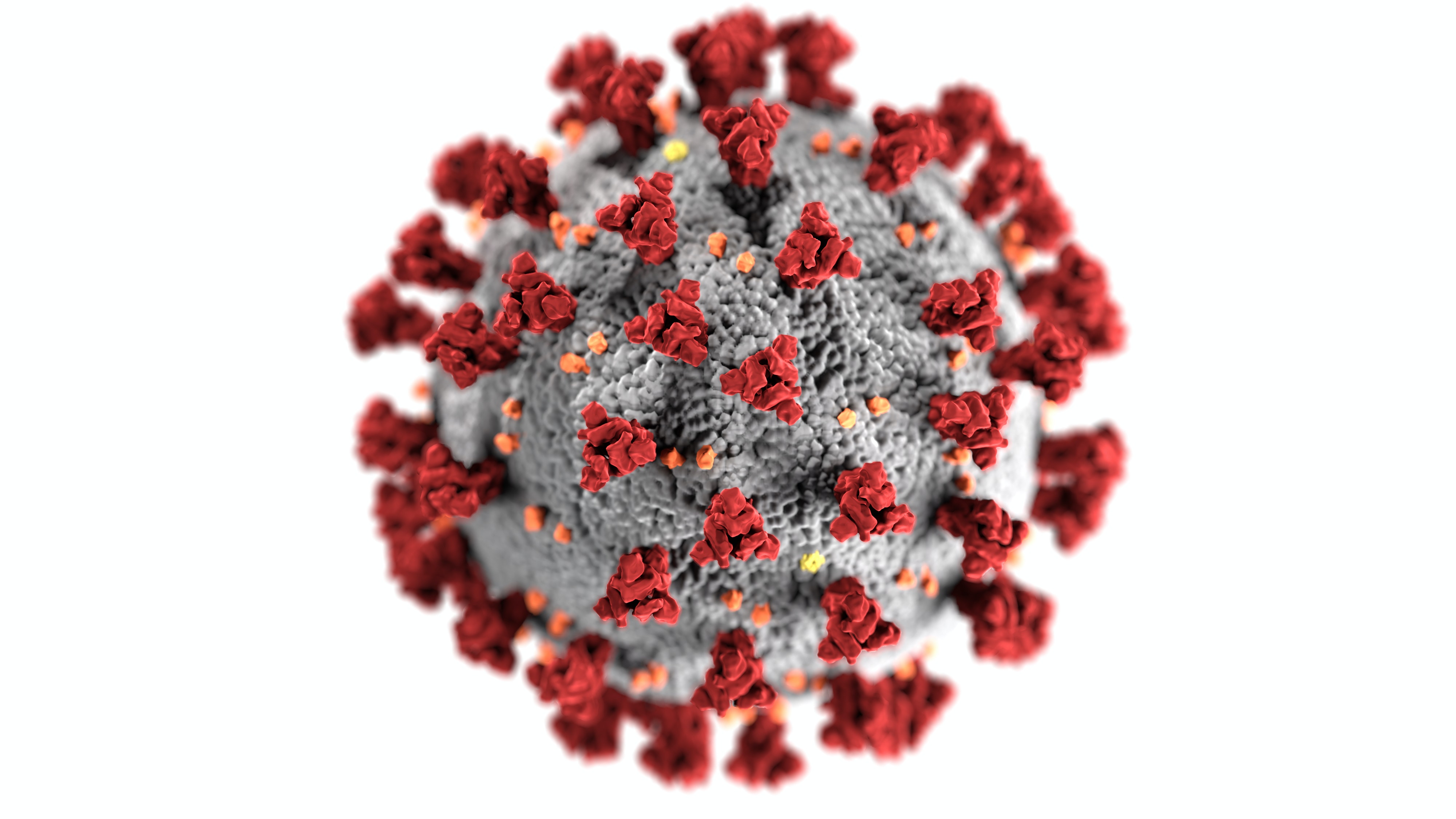 COVID virus