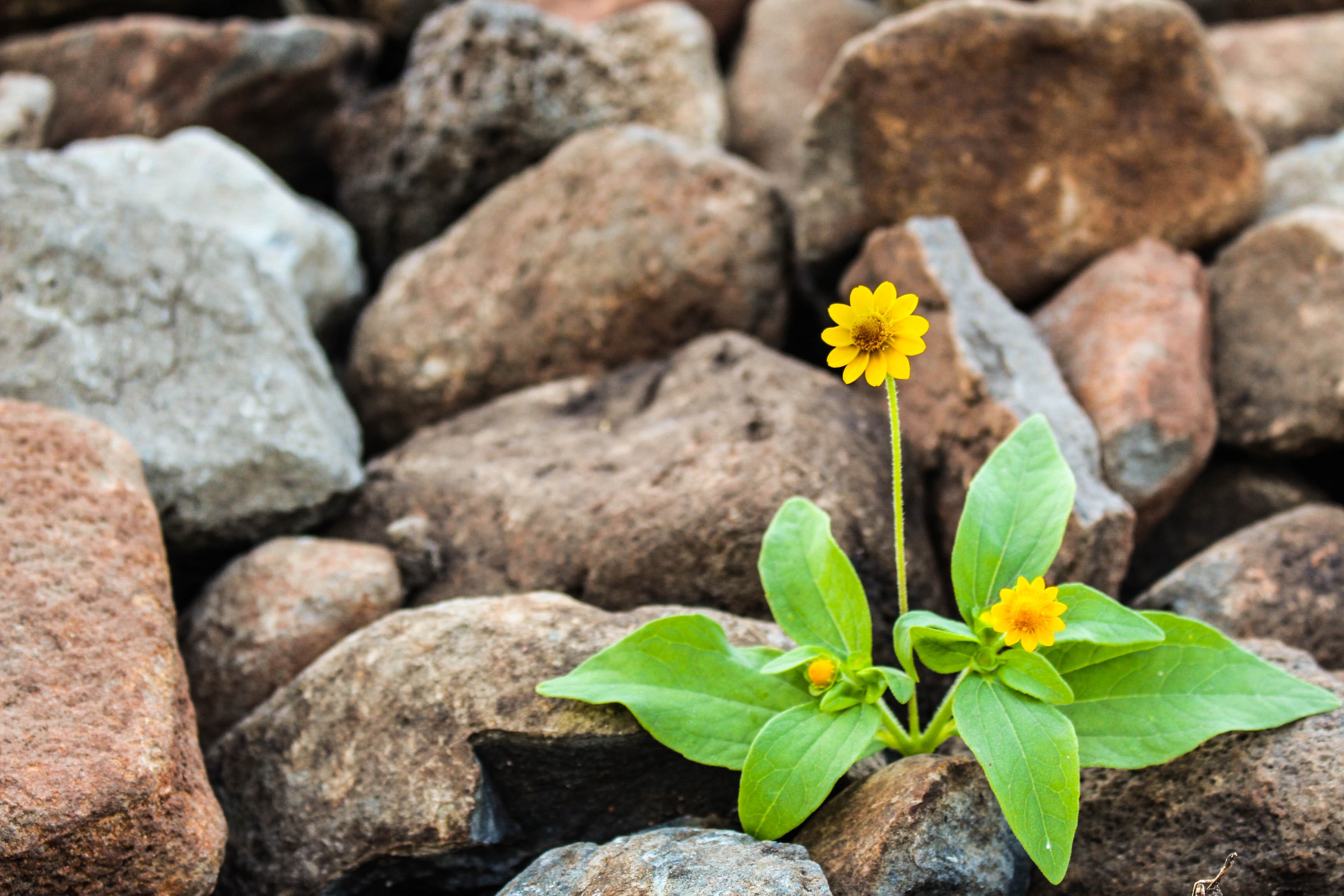 Flower growing in rocks